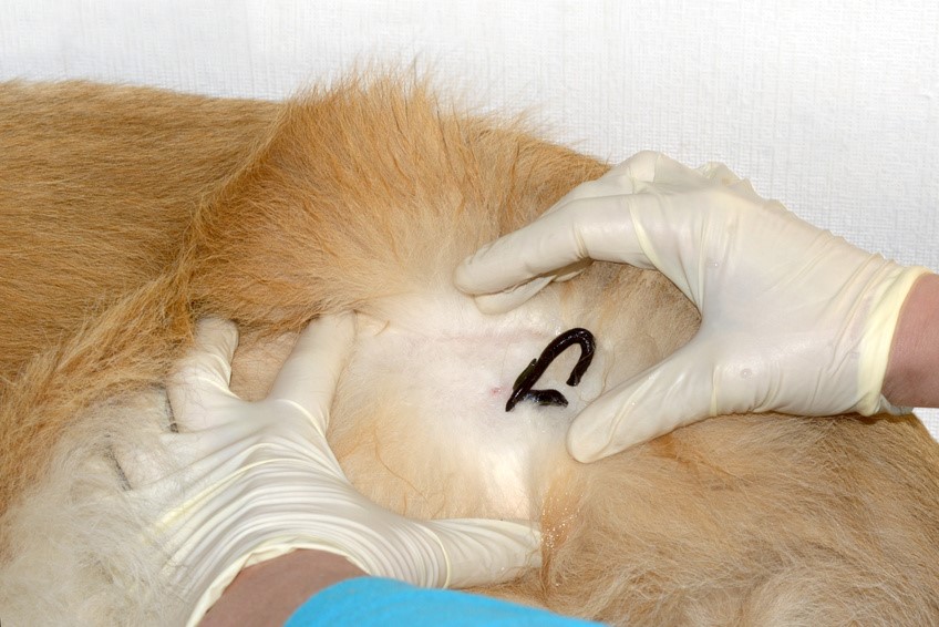 Akupunktur Tierheilpraktiker Pferde Hunde Homöopathie